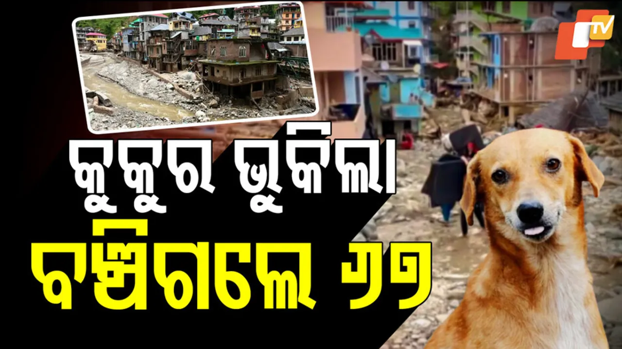 Hero Dog Saves 67 Lives