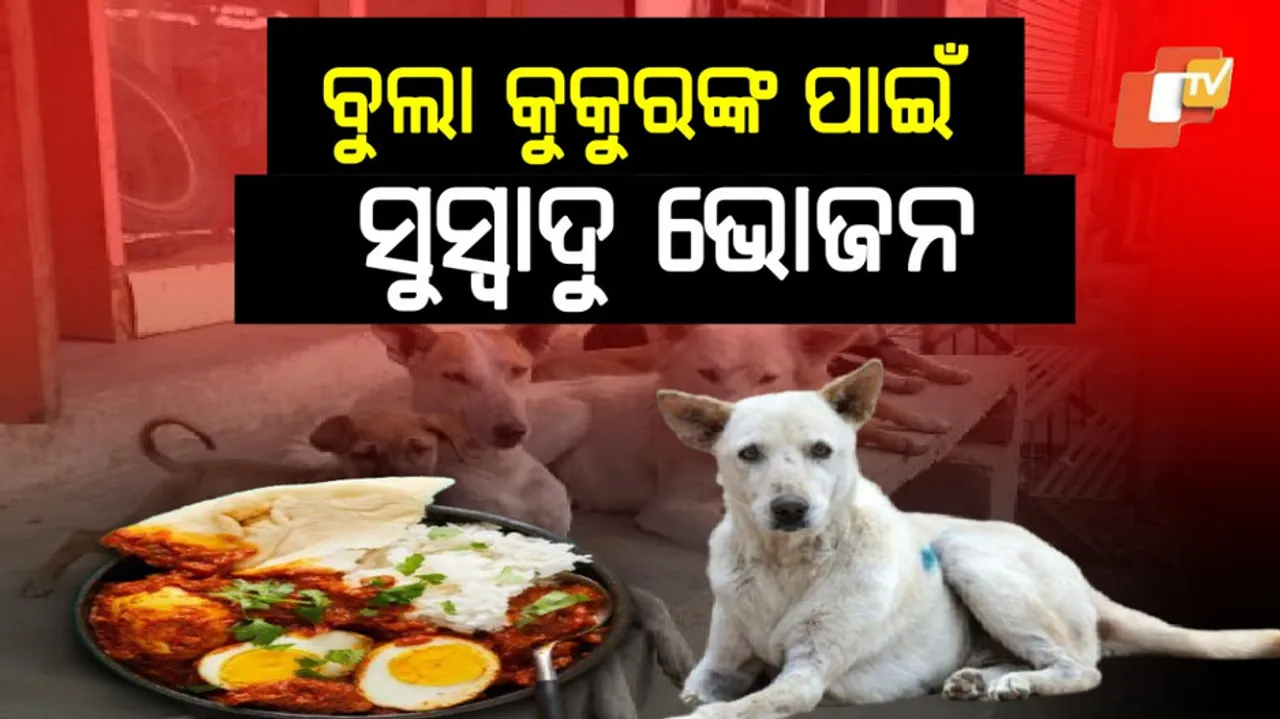 BBMP to feed stray dog