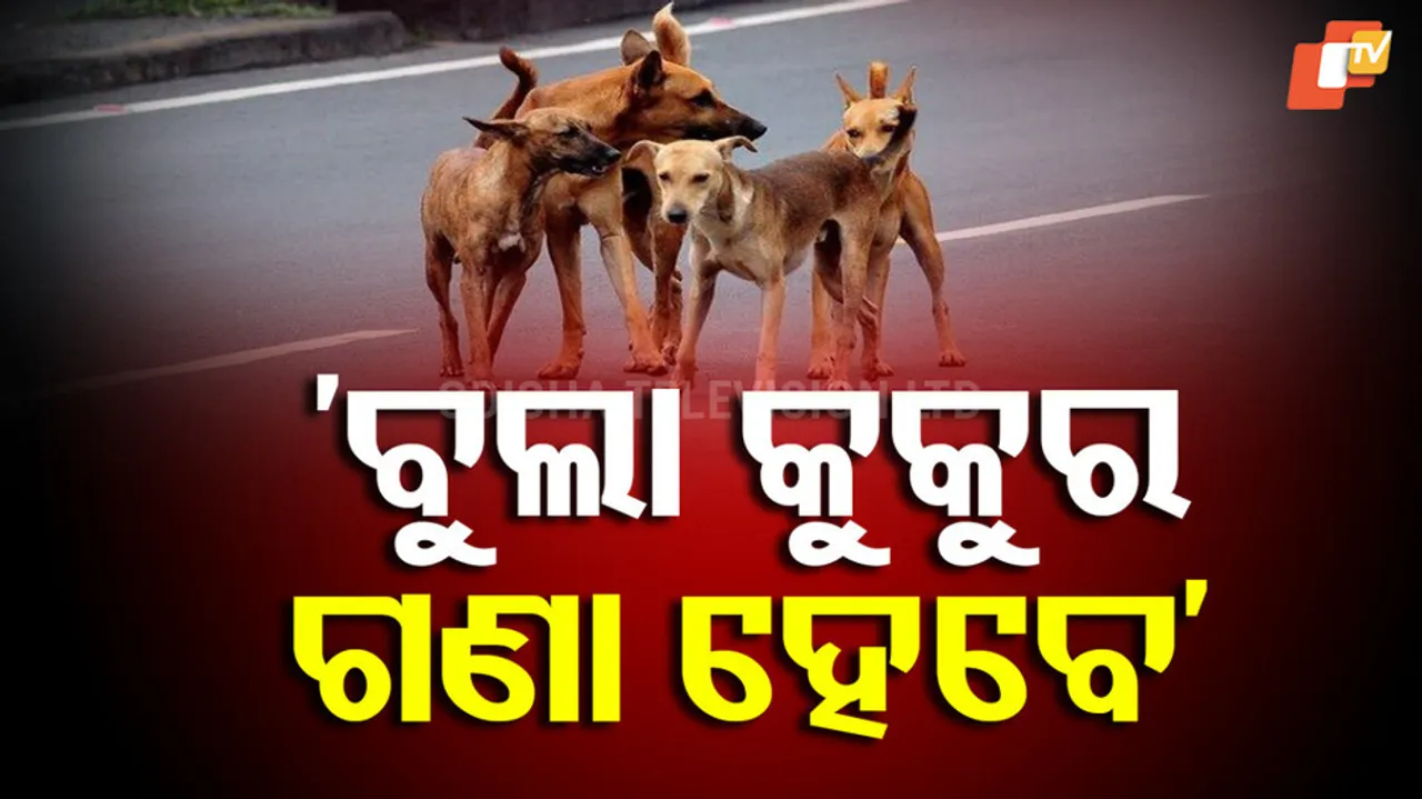 Stray Dog Management