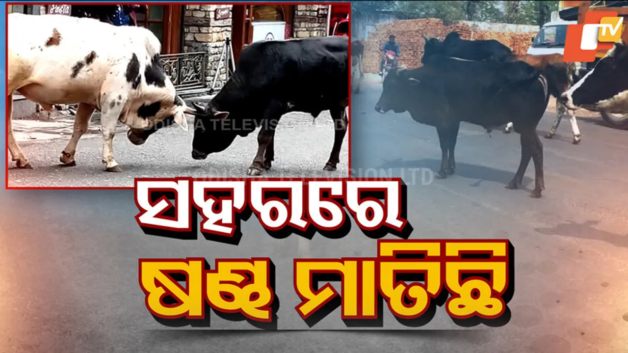 Stray Bulls Menace