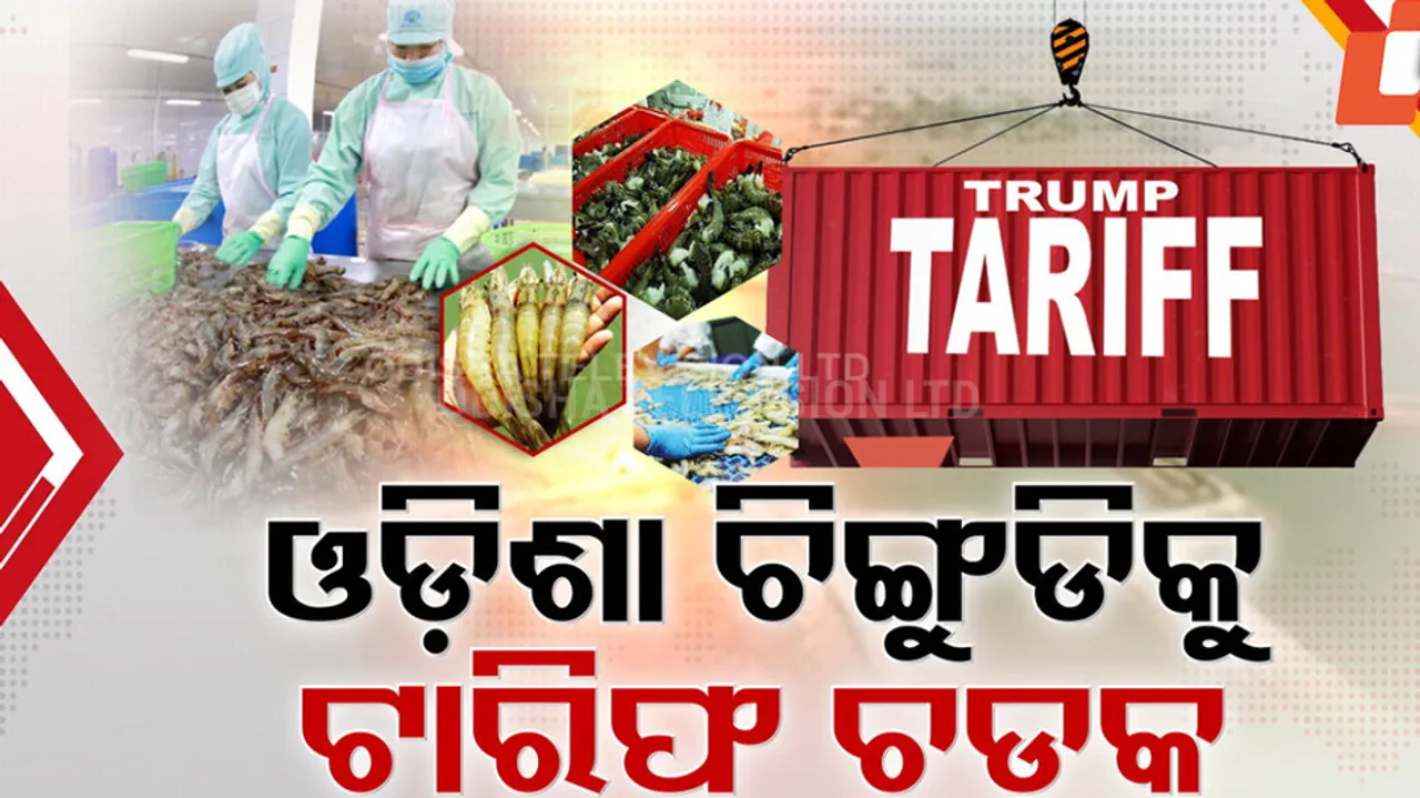 Odisha Prawn Industry Hit by Trump’s Tariff | 50% Duty Impact on Seafood Exports