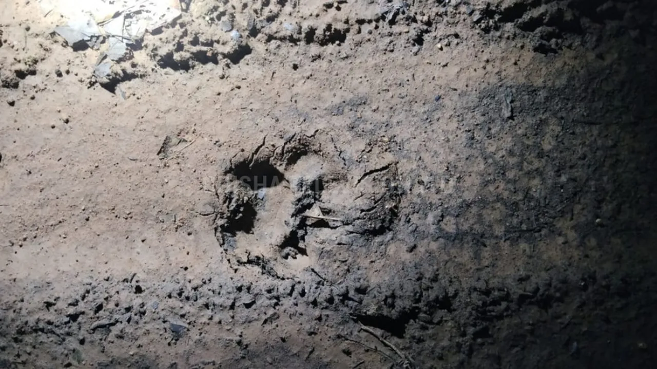 Tiger footprints found in Beldihi forest of Bonai Range, Sundargarh district