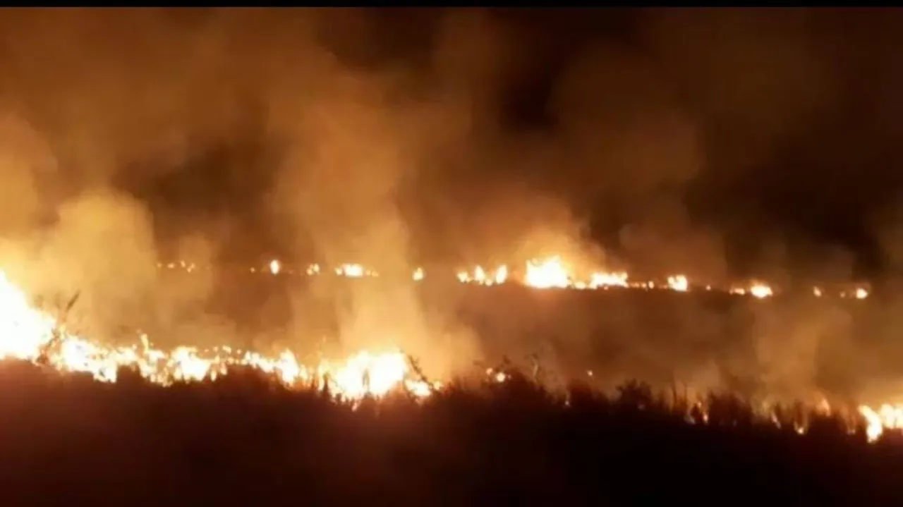 ପୁଣି ଜଳୁଛି ପ୍ରକୃତି : ମହାନଦୀ ତଟରେ ଥିବା ଜଙ୍ଗଲରେ ଲାଗିଲା ନିଆଁ