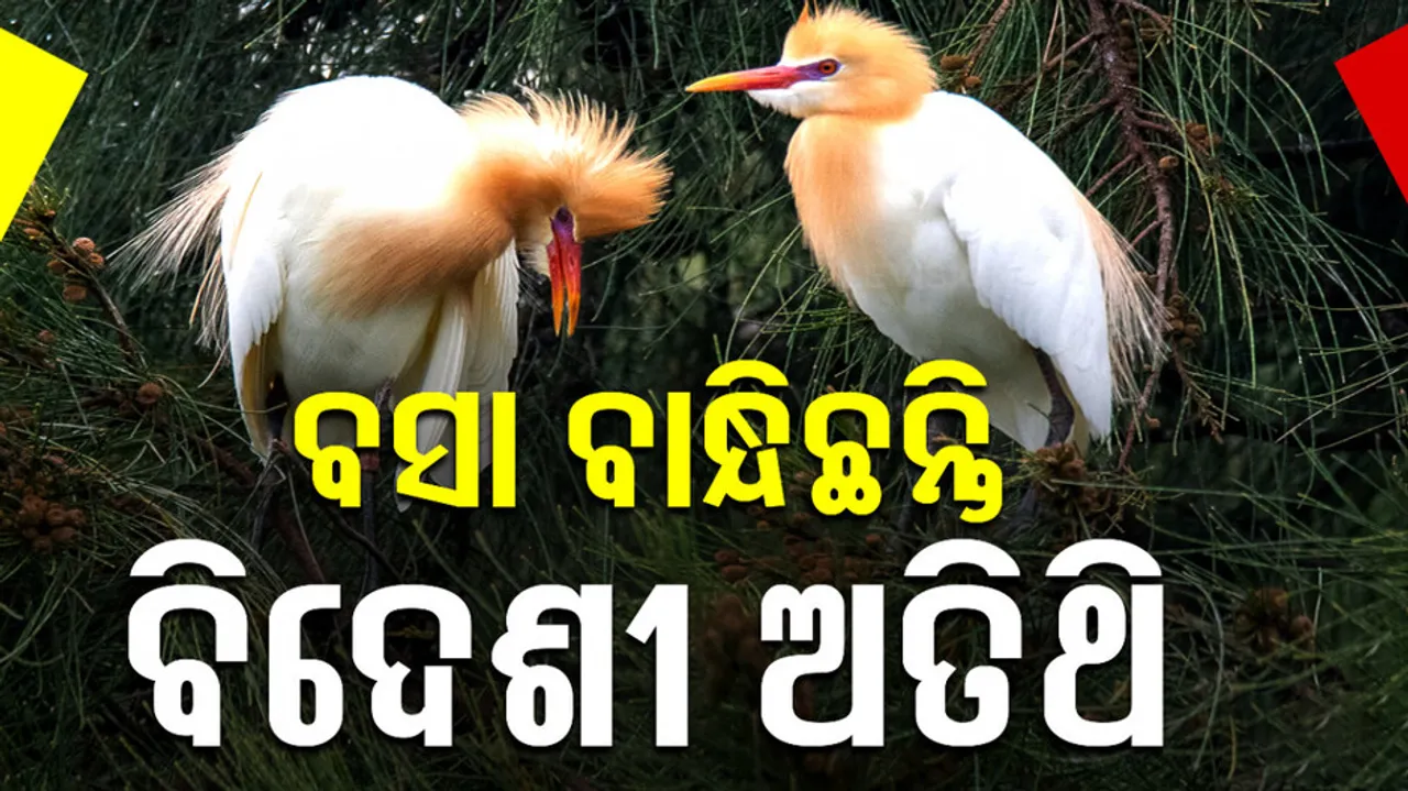 Eastern Cattle Egret Birds Find New Home at Forests in Koraput