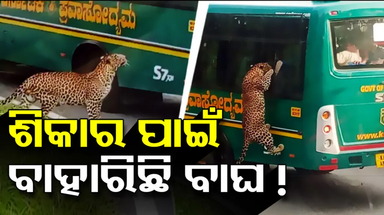 Leopard attempts to climb bus full of tourists in Karnataka, viral video
