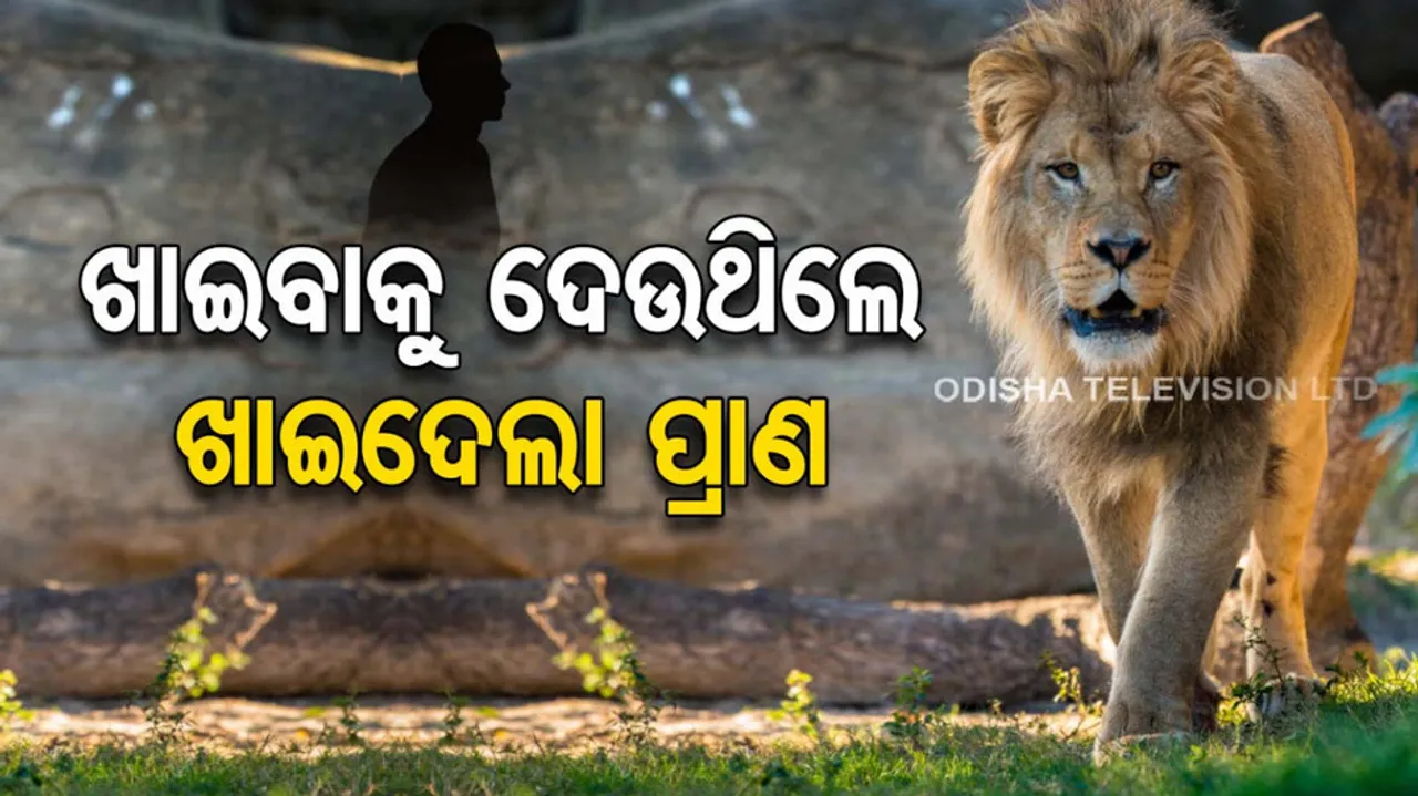 Nigerian Zookeeper Death By Lion Attack