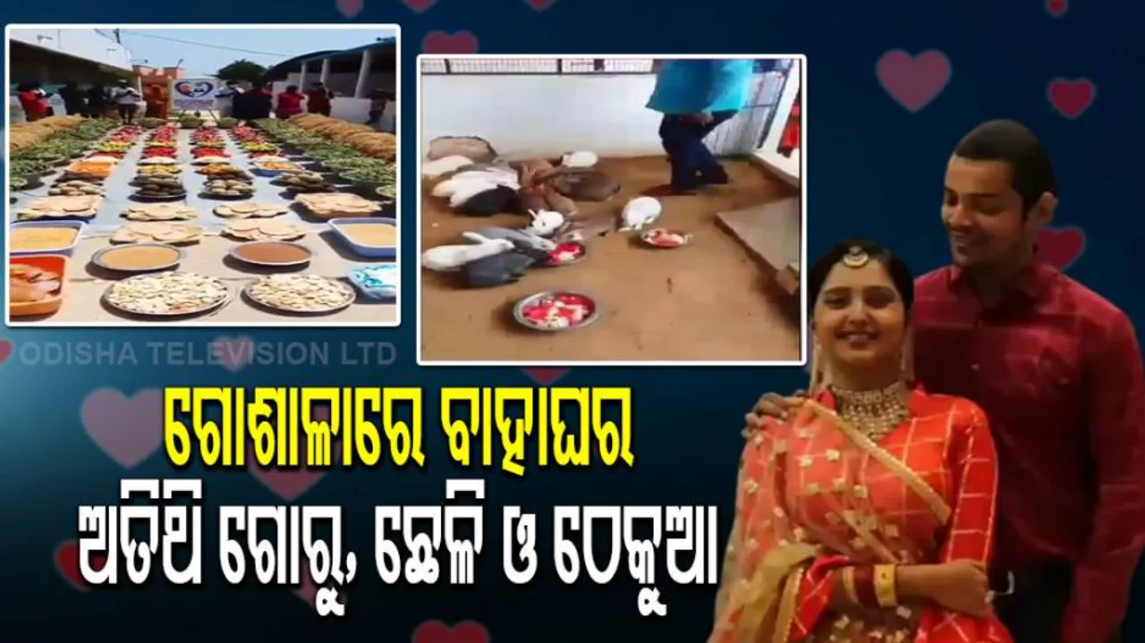 ଗୋଶାଳାରେ ପଡିଲା ହାତଗଣ୍ଠି: ଗୋରୁଙ୍କୁ ଖାଇବାକୁ ଦେଲେ ବର-କନ୍ୟା