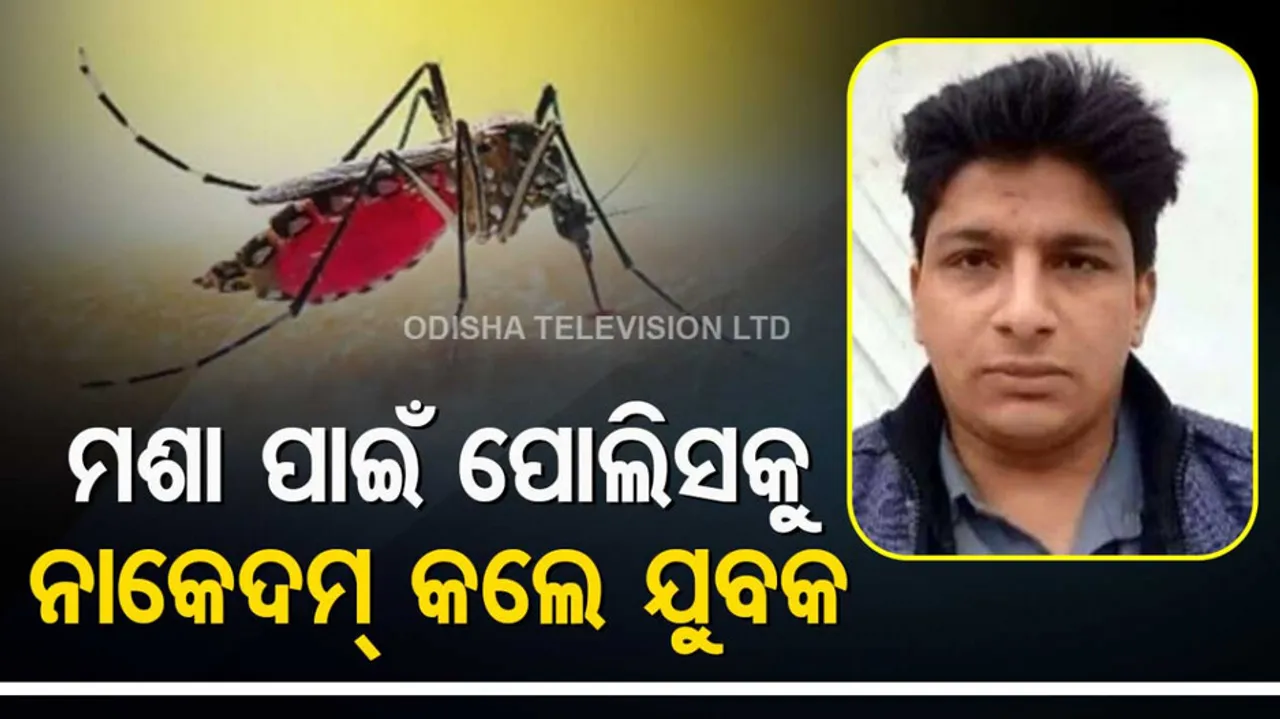 Mosquitoes In Hospital