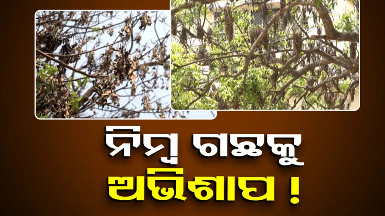 Neem Tree In Bhubaneswar