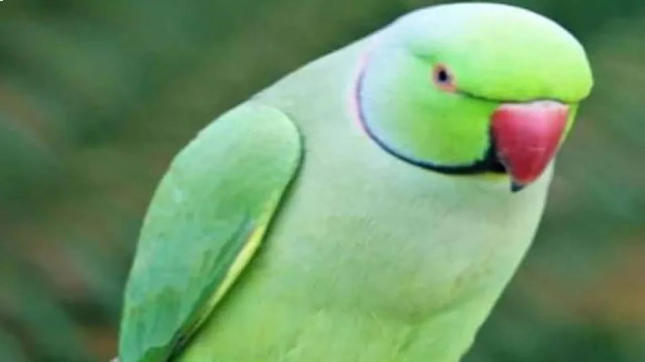 Parrot