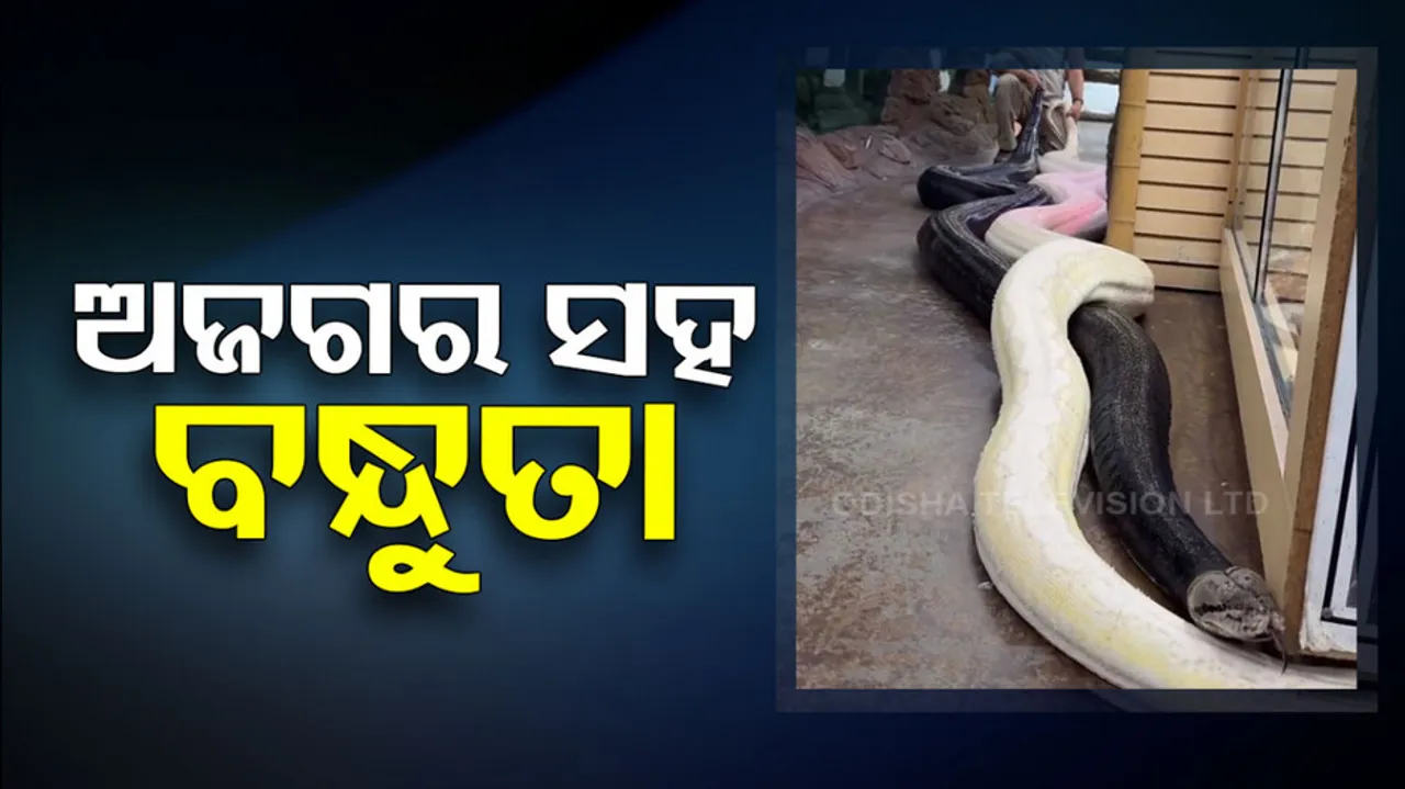 Man Pulls Two Giant Pythons By Their Tails