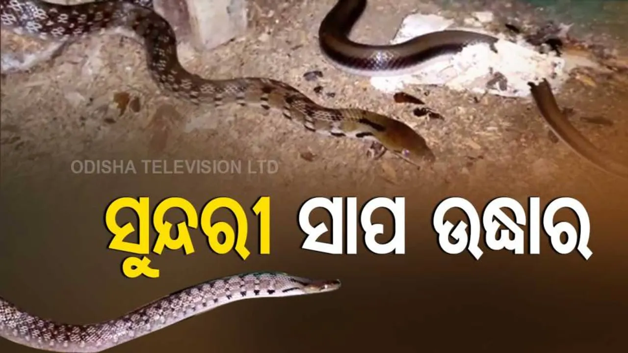 ସୁକିନ୍ଦା ଅଂଚଳରୁ ବିରଳ ସାପ ଉଦ୍ଧାର
