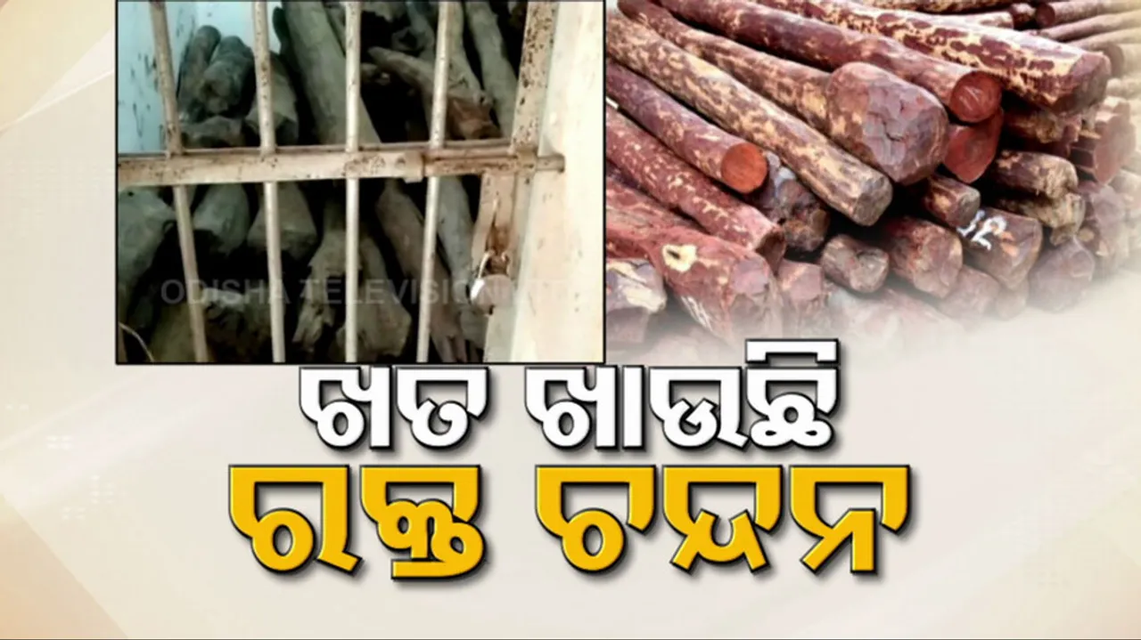 Red Sandalwood Worth Over Crores Rotting In Odisha