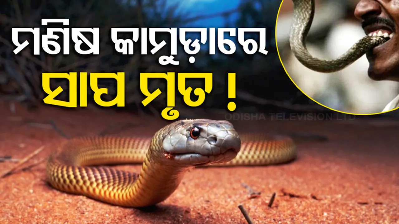 Bitten Back By Railway Worker Snake Dies