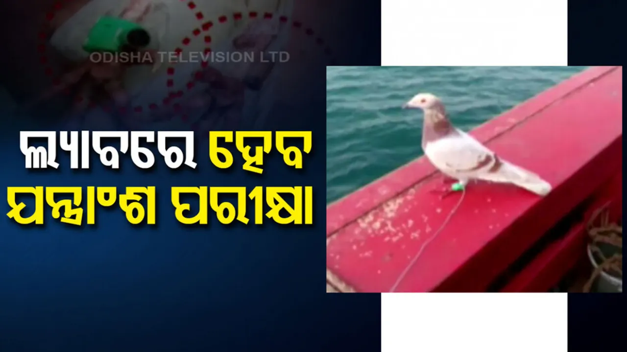 Suspicious Pegion With Camera Brought to Bhubaneswar Forensic Lab For Investigation