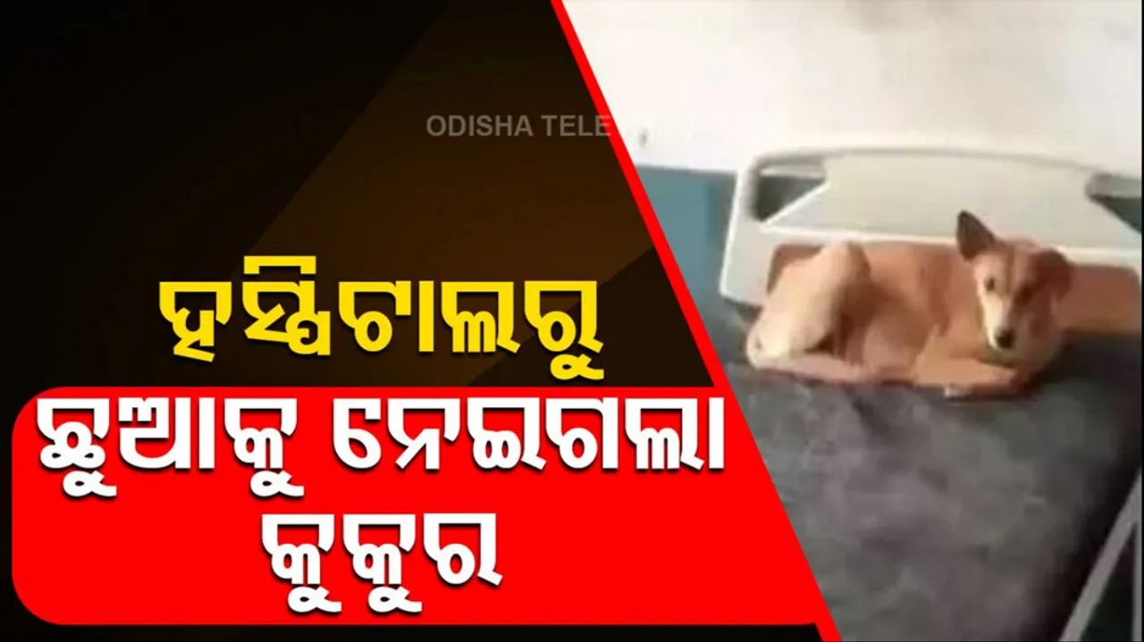 Stray Dog Killed Baby In Rajasthan