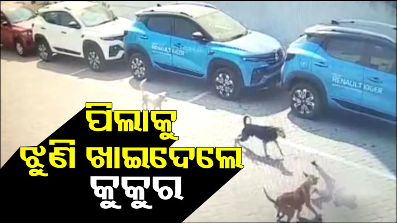 4 Year Old Mauled To Death By Street Dogs In Hyderabad