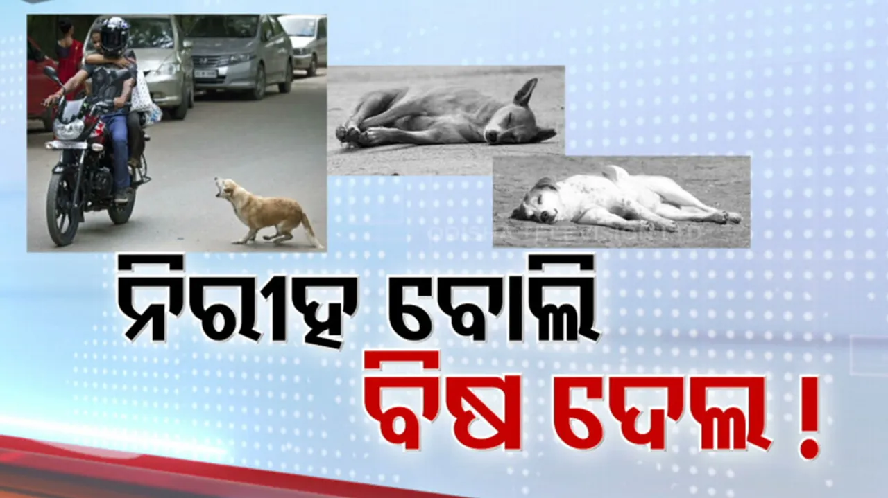 Street Dog Poisoned In Bhubaneswar