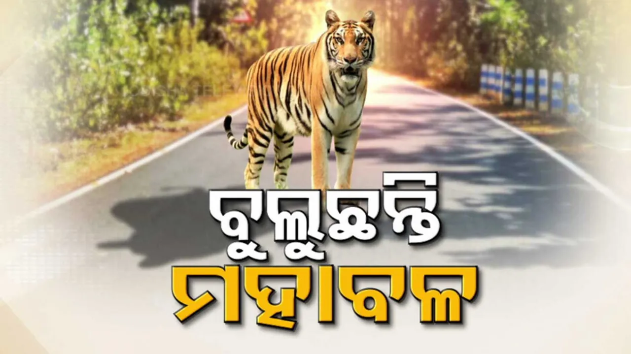 Royal Bengal Tigers In Odisha