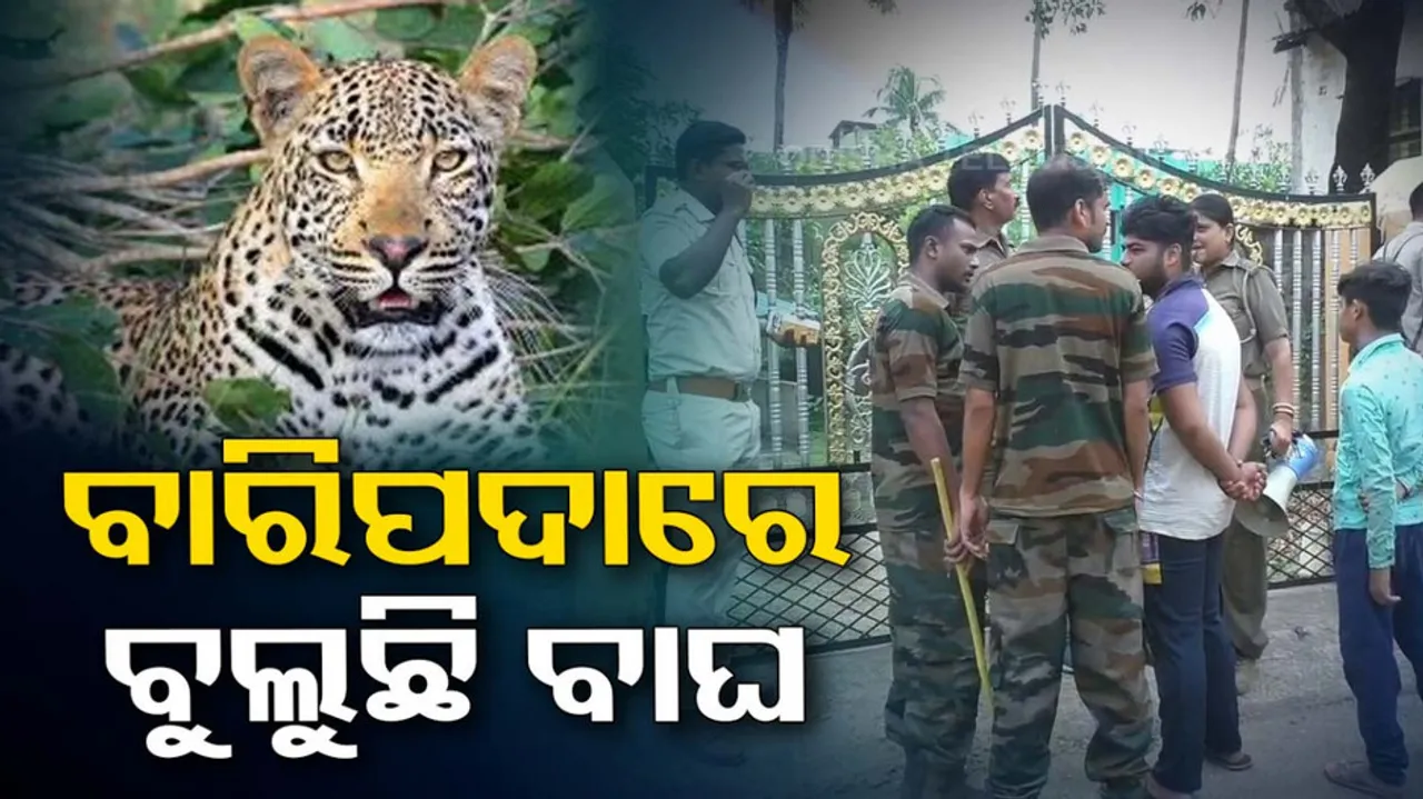 Tiger Fear Grips Baripada