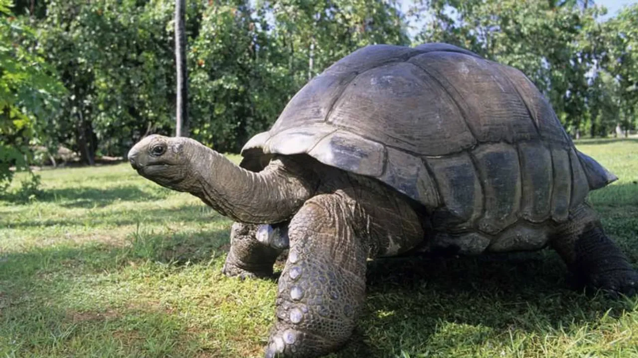 Tortoise