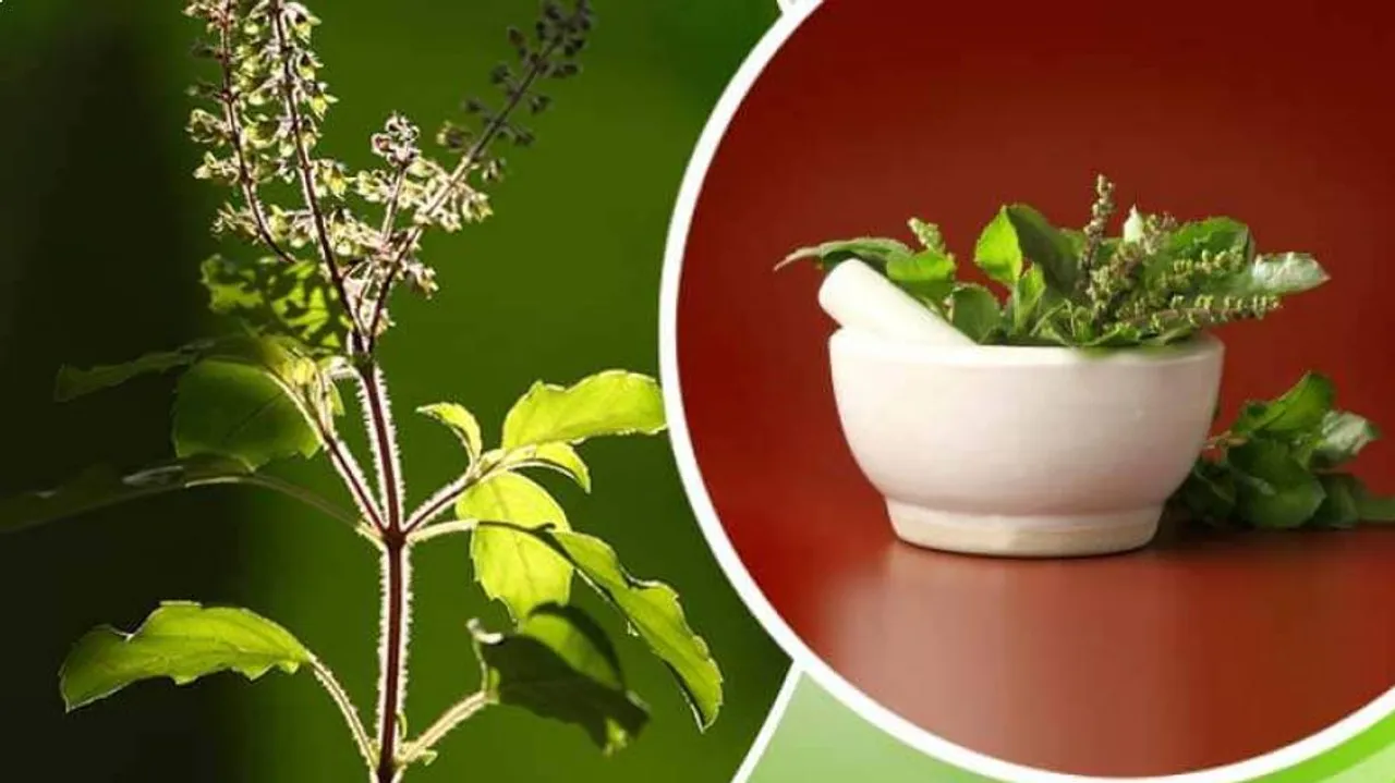ସଂକ୍ରମଣ ଦୂରକରେ ତୁଳସୀ, ଜାଣନ୍ତୁ ତୁଳସୀର ଉପକାରିତା