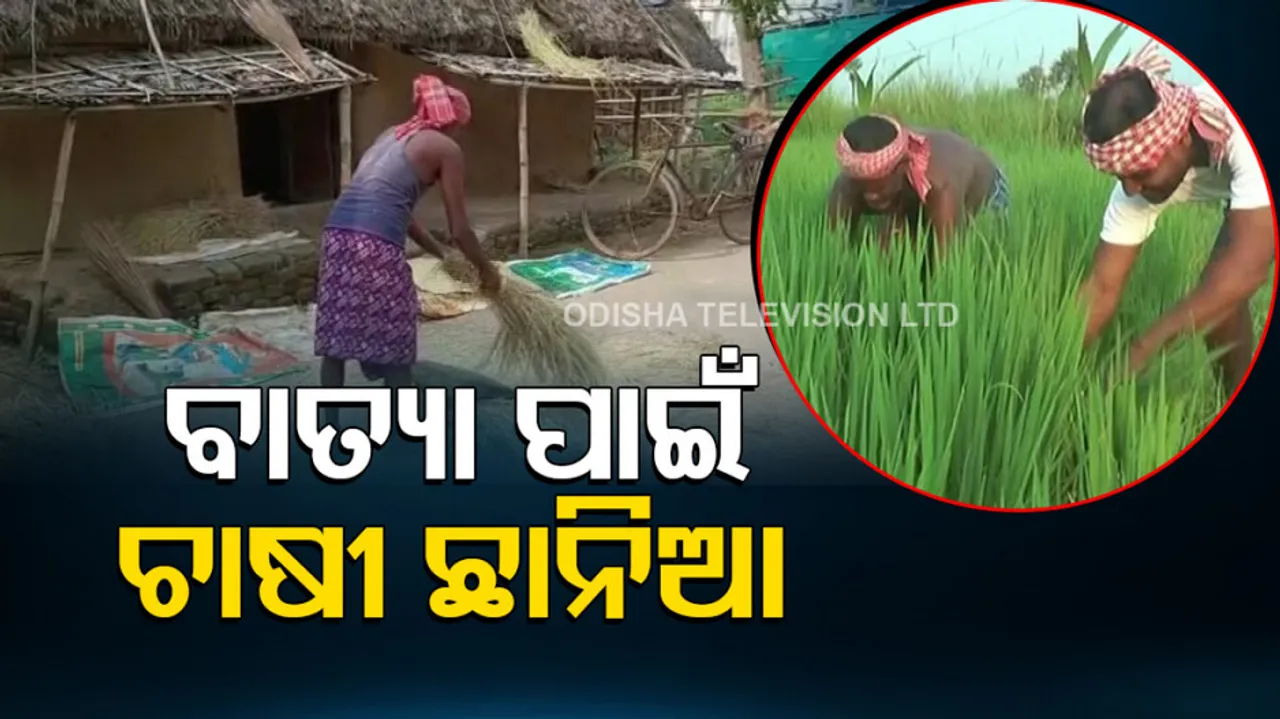 Cyclone Sitrang Heavy rainfall alert leaves Odisha farmers in lurch