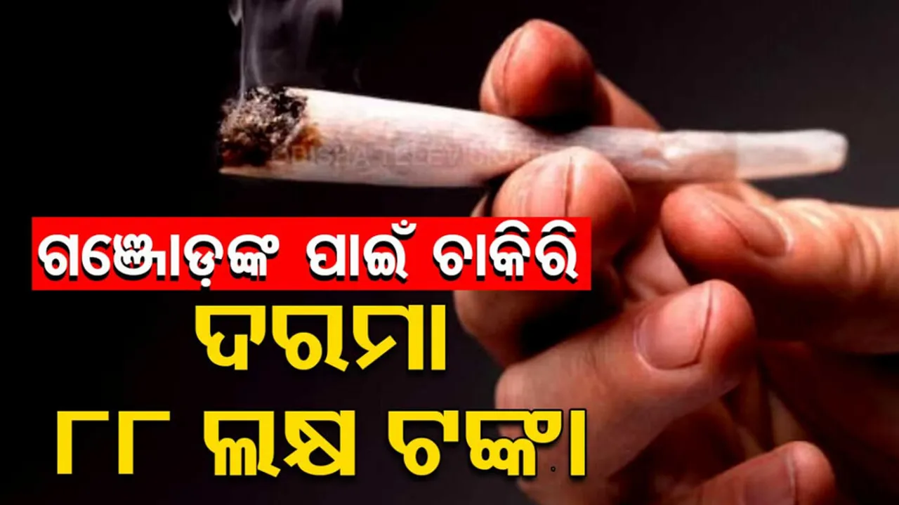 Company Offer Jobs For Cannabis Tester Salary 88 Lakhs 