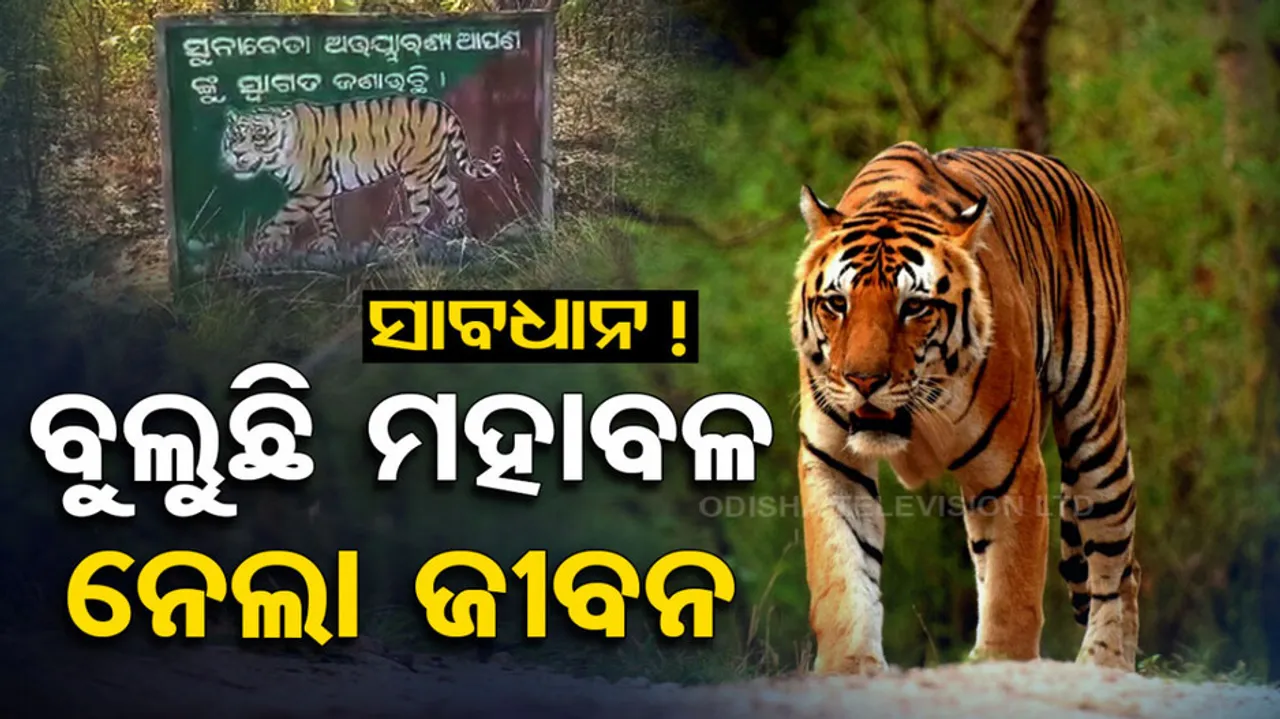 Royal Bengal Tiger 'Kills' Elderly Woman In Odisha's Nuapada