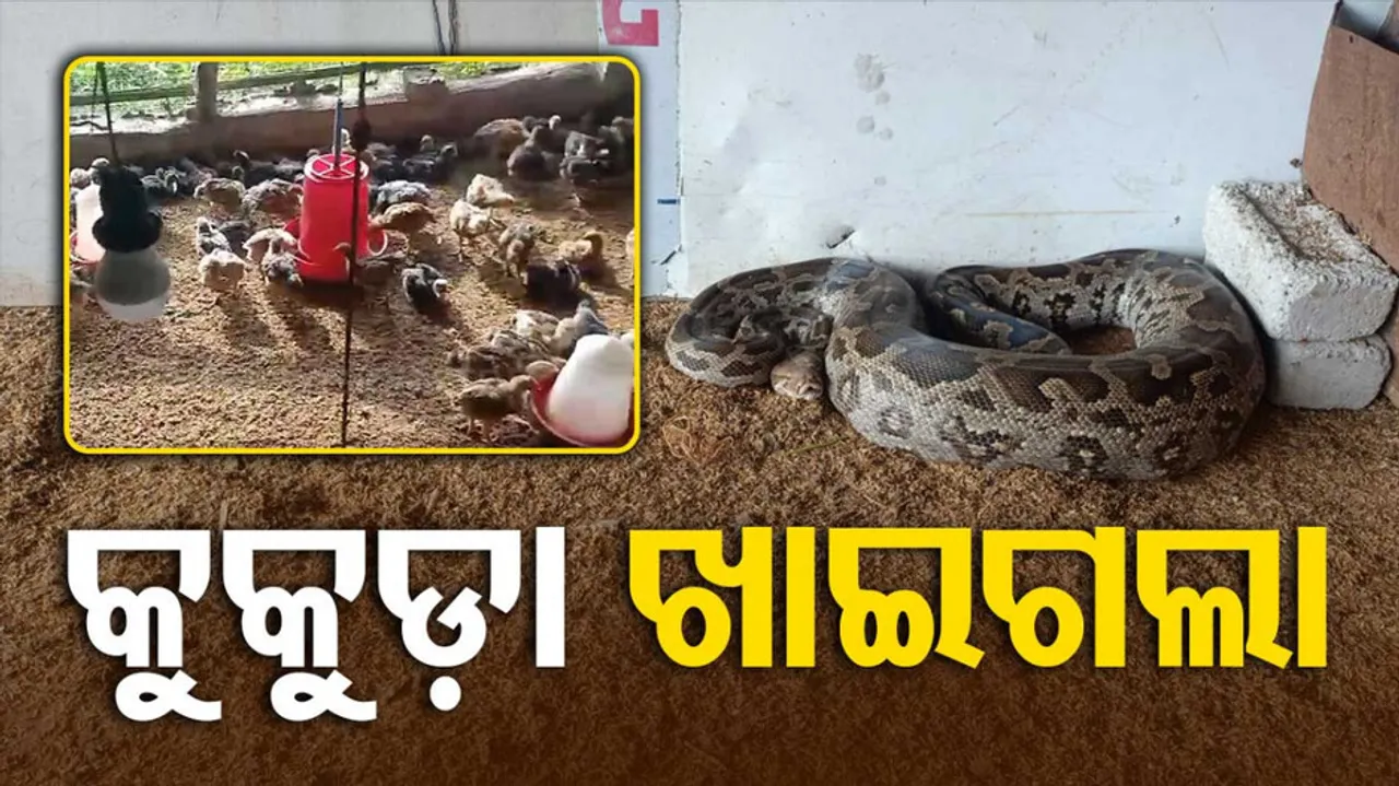 Python enters poultry farm and kills 14 chickens in Angul