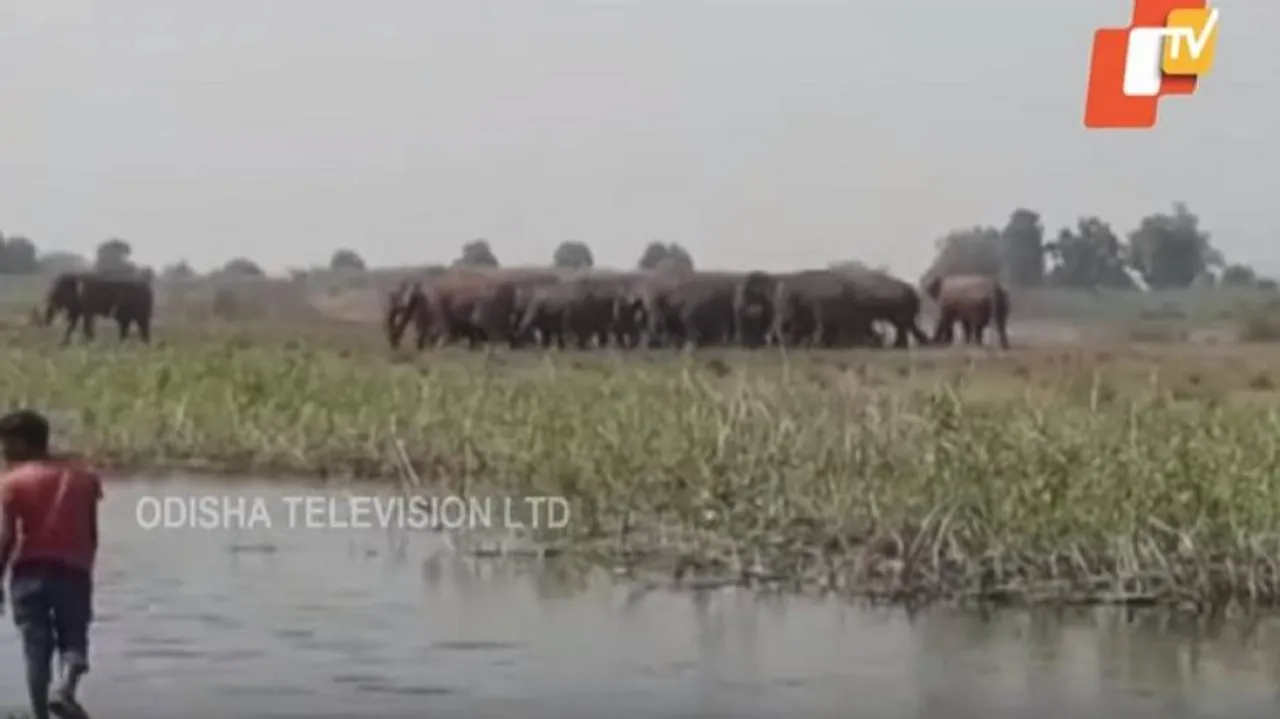 କୋମନା ବ୍ଲକ୍‌ରେ ହାତୀ ଆତଙ୍କ