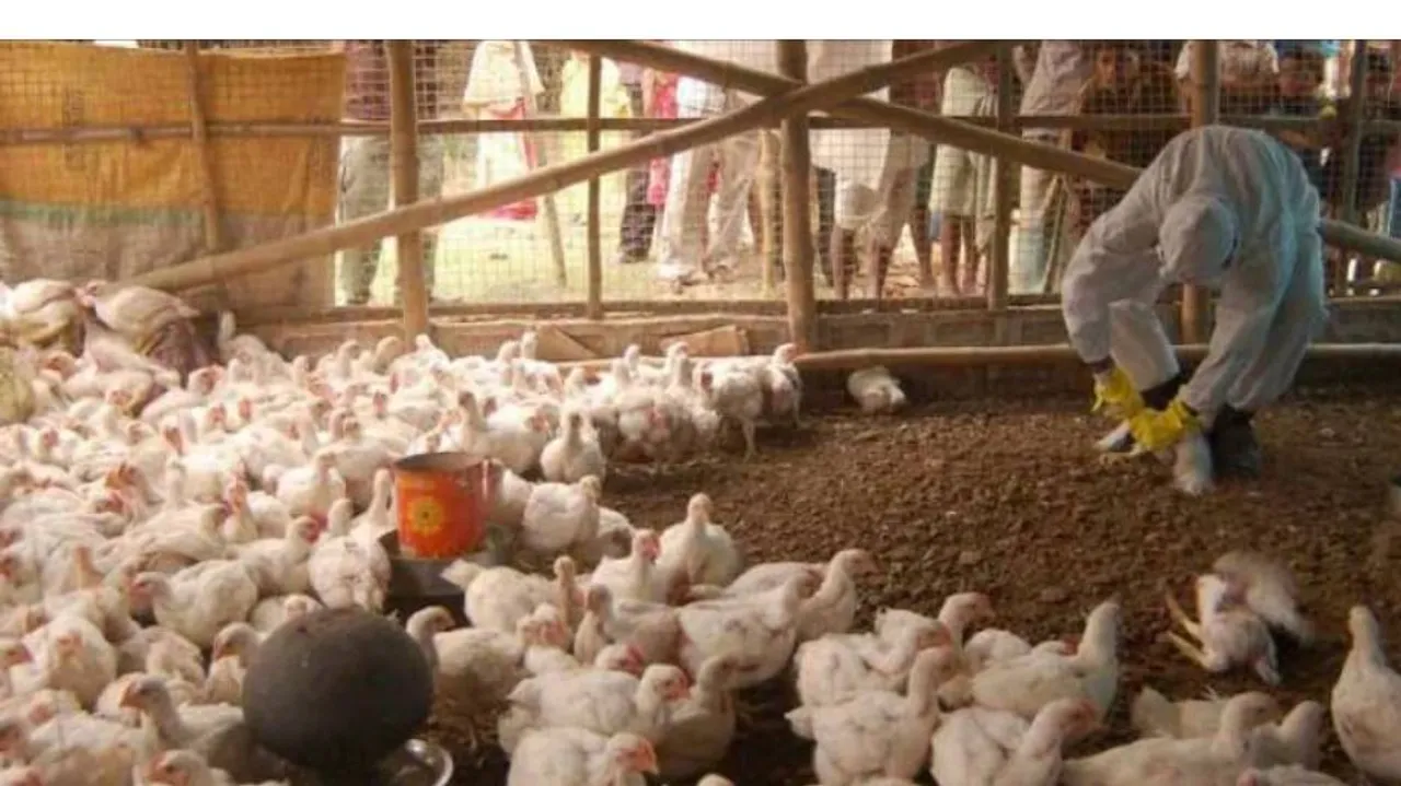 ଦେଶରେ ପ୍ରଥମ : ବାର୍ଡ ଫ୍ଲୁ ସଂକ୍ରମଣରେ ୧୧ ବର୍ଷର ନାବାଳକ ମୃତ