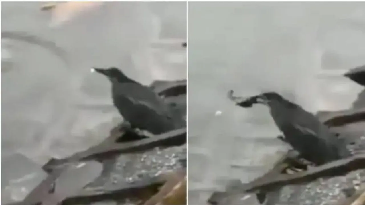 ନଦୀରେ ଥୋପ ପକାଇ ମାଛ ଧରୁଛି ପକ୍ଷୀ: Viral Video