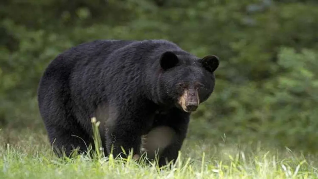 ଭାଲୁ ଆକ୍ରମଣରେ ଜଣେ ଆହତ