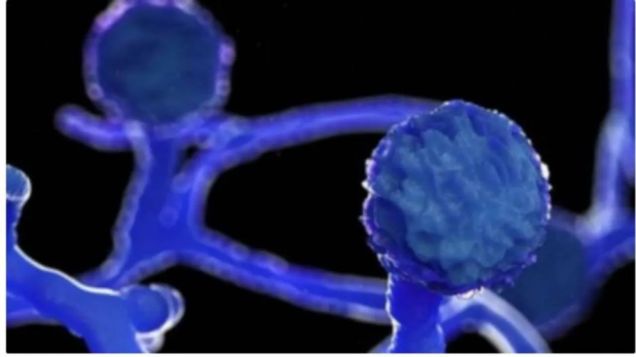 ଭୀମସାରରେ ସନ୍ଦିଗ୍ଧ ବ୍ଲାକ୍ ଫଙ୍ଗସ୍ ରୋଗୀଙ୍କ ମୃତ୍ୟୁ