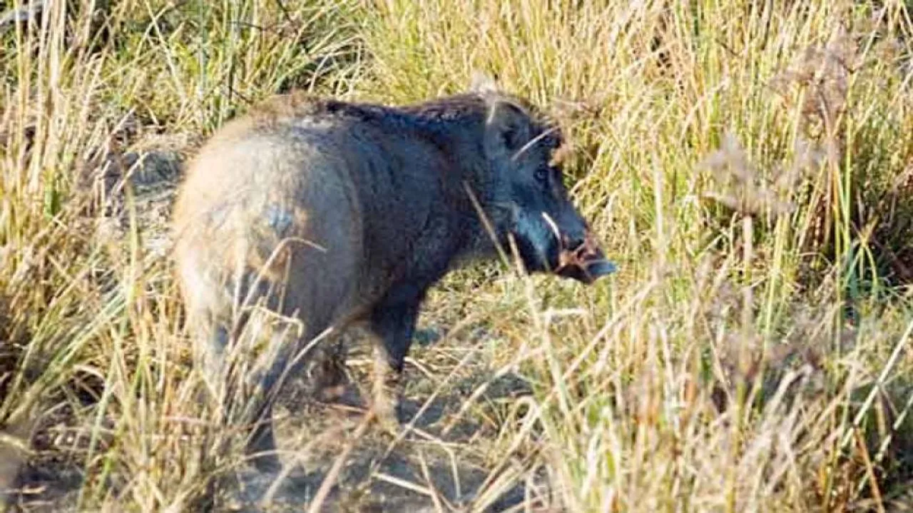 ବାରହା ଆକ୍ରମଣରେ ଦୁଇଜଣ ଗୁରୁତର