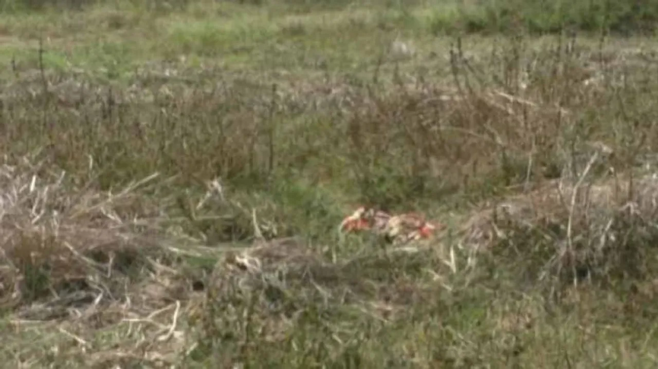 ଟିଟିଲାଗଡ଼ରେ ଶିଶୁବଳି !