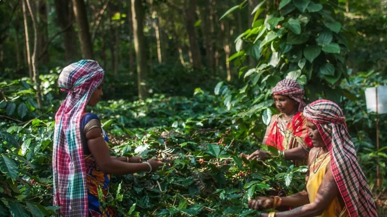 କୋରାପୁଟର କଫି କିଣିବ ଟାଟା କମ୍ପାନୀ, ଉତ୍ସାହିତ ଚାଷୀ
