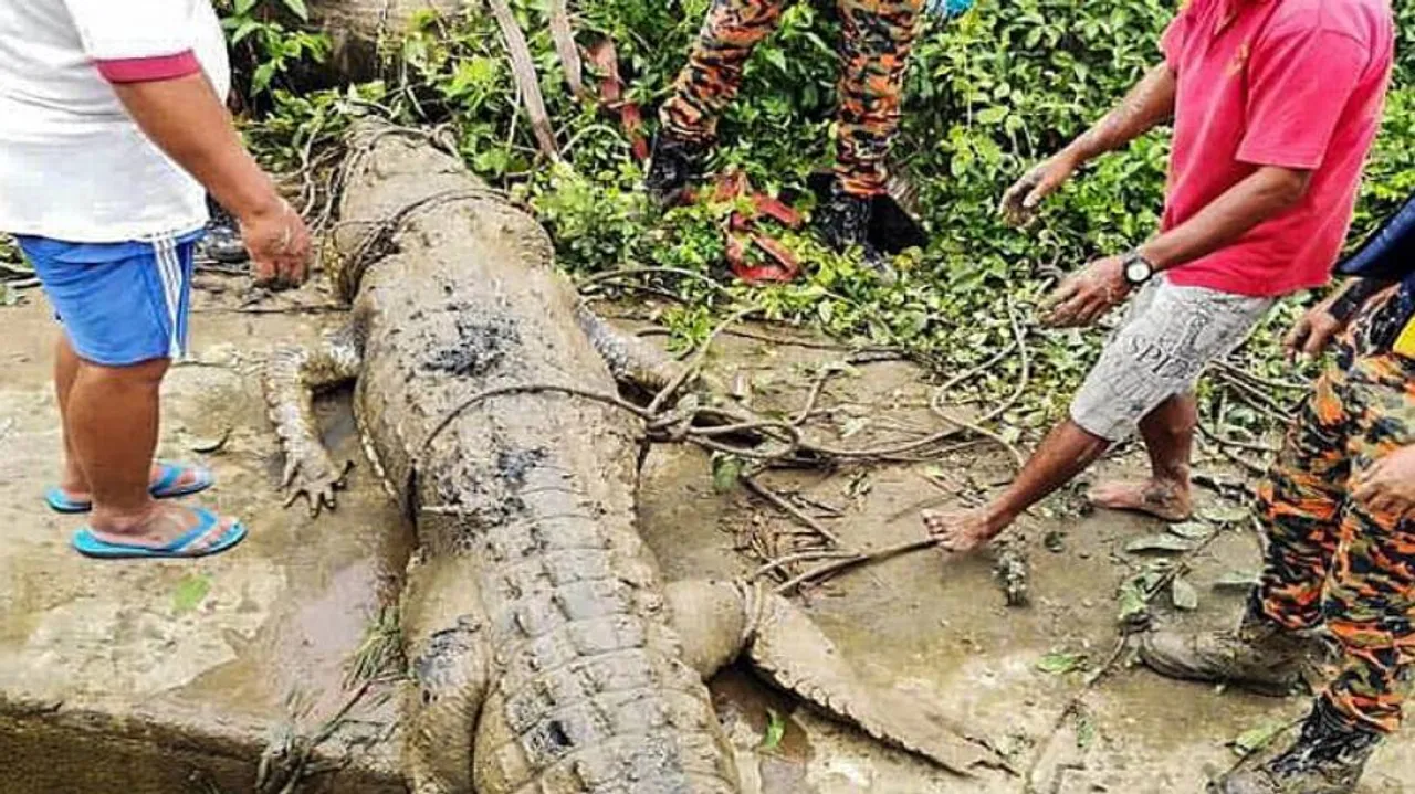 କୁମ୍ଭୀର ପେଟରୁ ବାହାରିଲା ୧୪ ବର୍ଷର ବାଳକ!