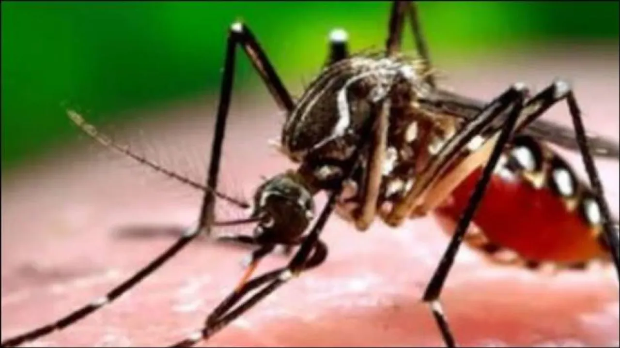 କରୋନା ଭୟ ଛାଡ଼ି଼ନି, ଜାତୀୟ ରାଜଧାନୀରେ ବଢିଲା ଡେଙ୍ଗୁ ଭୟ