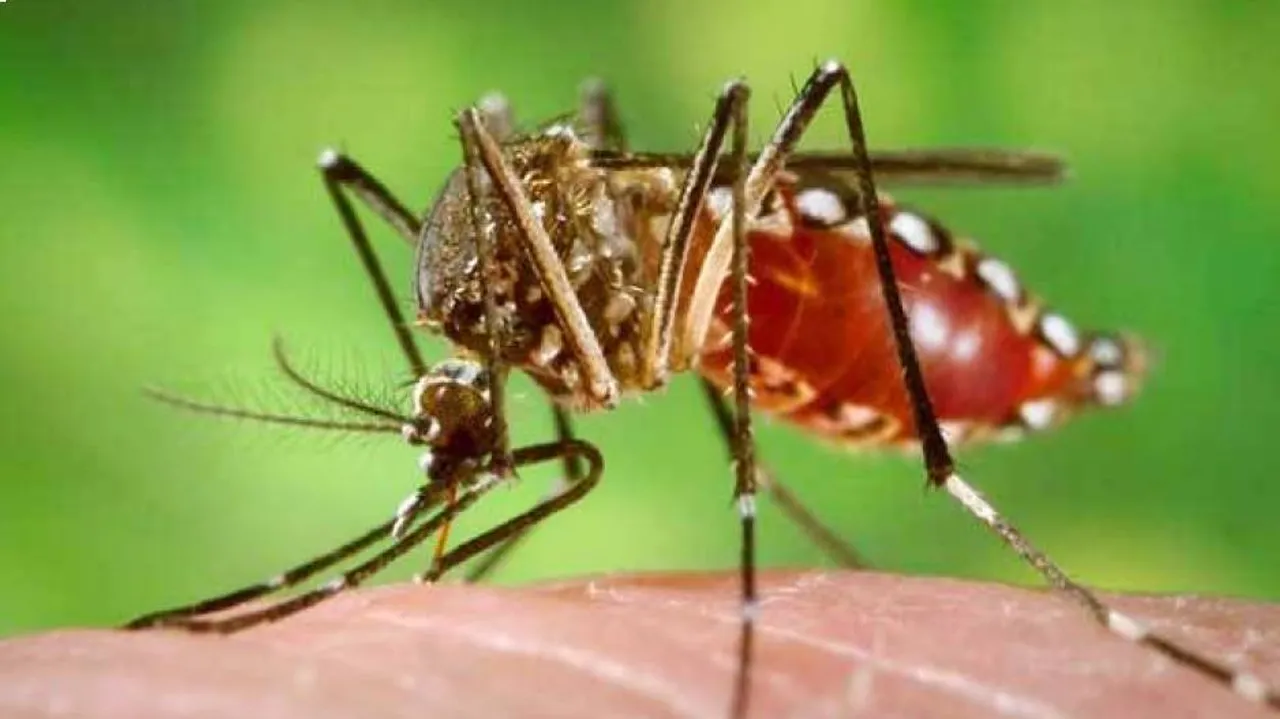 କରୋନା ମହାମାରୀ ଭିତରେ ଡରାଇଲାଣି ଡେଙ୍ଗୁ