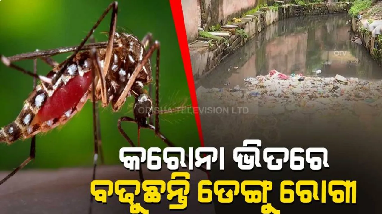 ଟ୍ୱିନ୍ ସିଟିକୁ ଘାରିଲାଣି ଡେଙ୍ଗୁ ଭୟ : କଟକ ତୁଳସୀପୁର ଓ ଥୋରିଆ ସାହିରୁ ଡେଙ୍ଗୁ ରୋଗୀ ଚିହ୍ନଟ