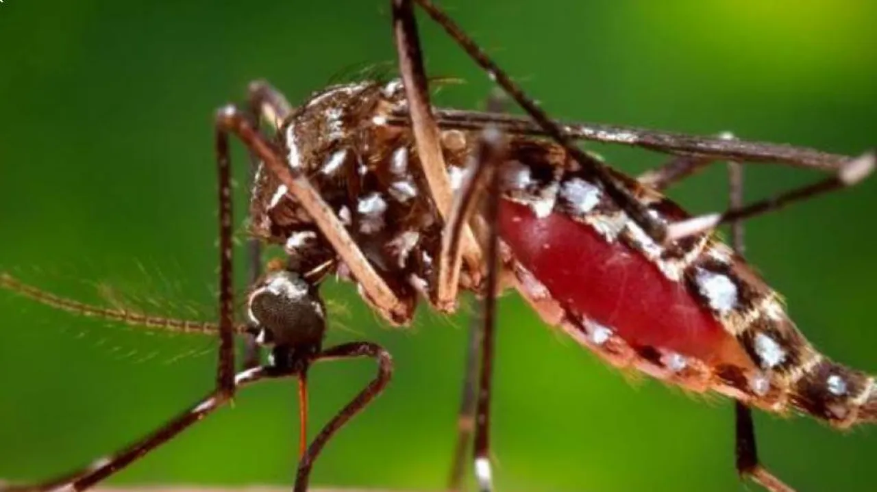 ଡେଙ୍ଗୁ ମୁକାବିଲାରେ ବିଫଳତା ଅଭିଯୋଗ : ରାଜ୍ୟ ସରକାର ଓ ସ୍ୱାସ୍ଥ୍ୟ ବିଭାଗ ଉପରେ ବର୍ଷିଲା କଂଗ୍ରେସ