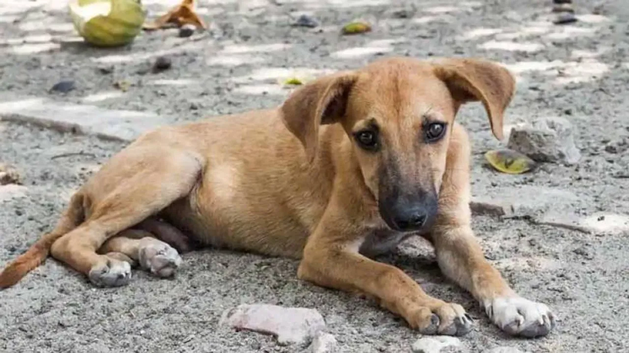 କୁକୁରକୁ ମାରି ୩ ଜଣ ଗିରଫ