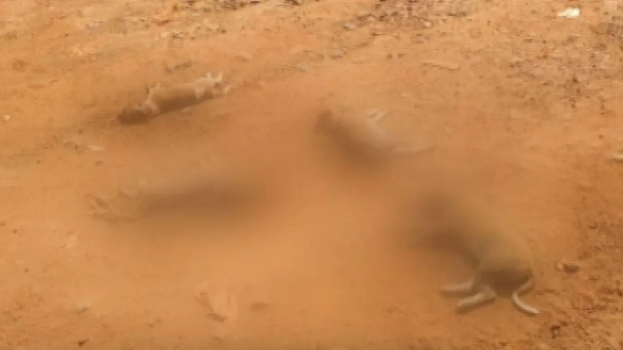 କୁକୁର ଛୁଆକୁ ଗାଡ଼ି ଚଢ଼ାଇ ଗିରଫ ହେଲେ କ୍ୟାବ୍ ଡ୍ରାଇଭର୍