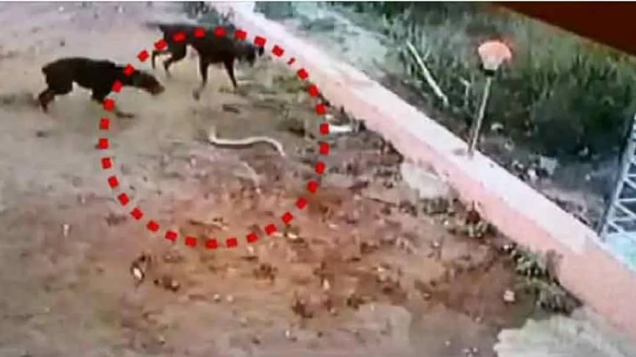 ବିଶ୍ୱସ୍ତ ଜୀବ ; ବିଷଧର ସାପକୁ ଘର ଭିତରକୁ ଛାଡ଼ିଲେନି