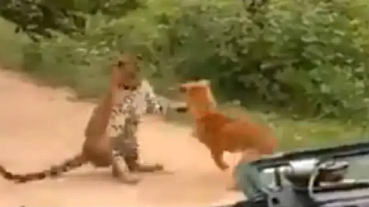 କୁକୁରକୁ ଡ଼ରି ଚିତା ପଳାଇଲା ଜଙ୍ଗଲକୁ