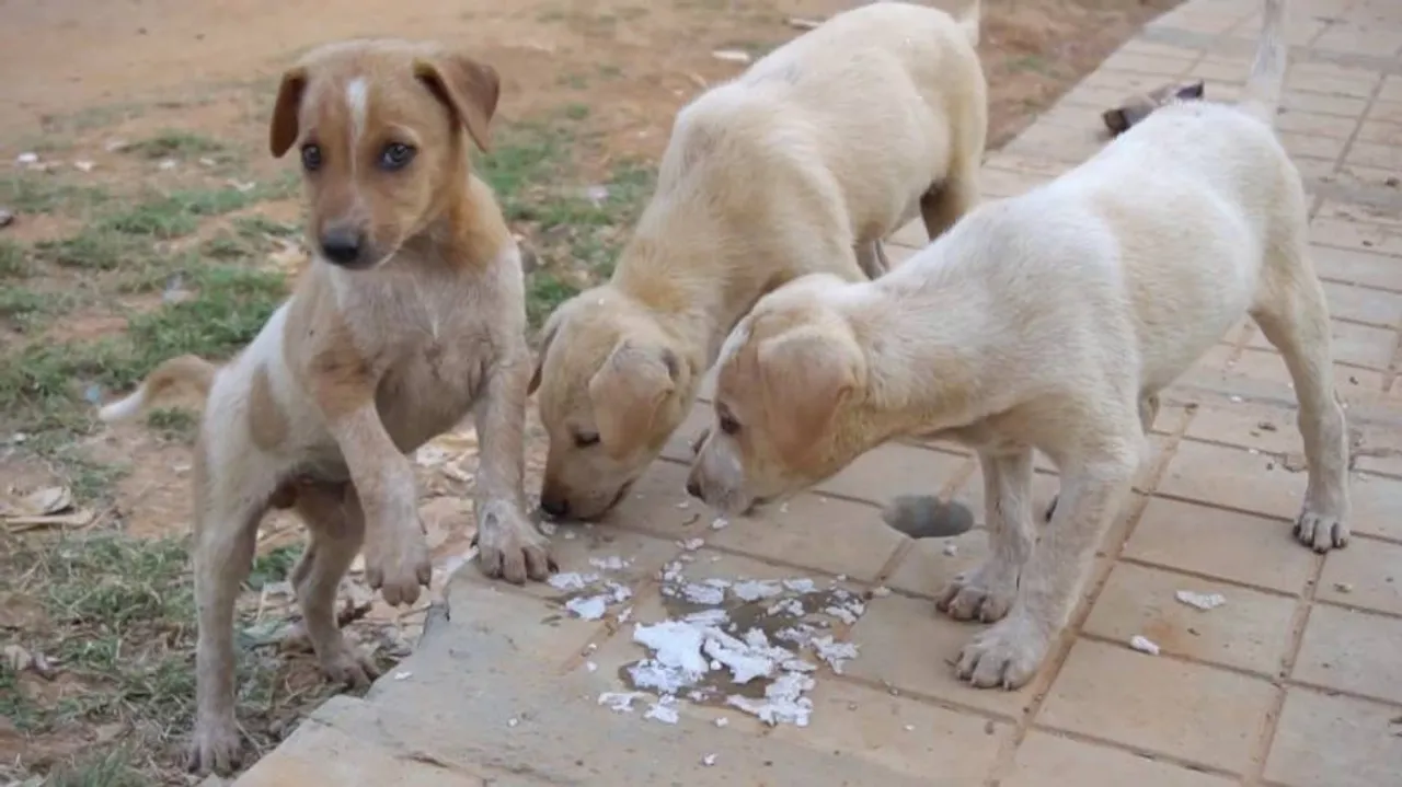 ନିଷ୍ଠୁର ମଣିଷର ବର୍ବରକାଣ୍ଡ: କାର୍‌ ଚଢ଼ାଇ ୪ କୁକୁର ଛୁଆଙ୍କୁ ମାରିଦେଲେ