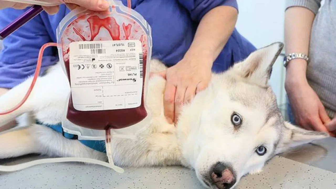 ଏଣିକି କୁକୁରଙ୍କ ପାଇଁ ବ୍ଲଡ୍ ବ୍ୟାଙ୍କ୍