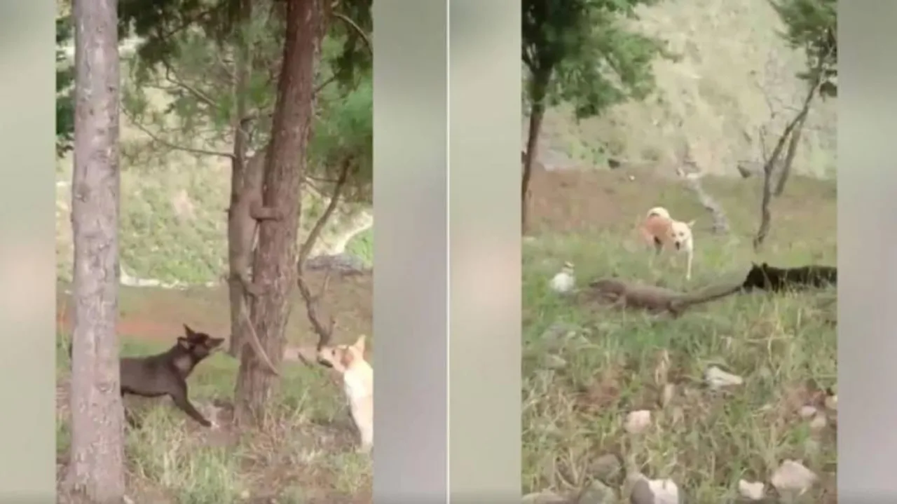 କୁକୁର ଓ ଗୋଧି ମଧ୍ୟରେ ଲଢ଼େଇ, ଜିତିଲା କିଏ?